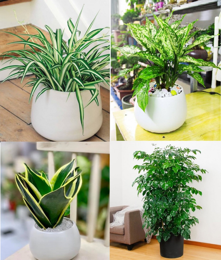 Cây kim tiền với sắc xanh đặc trưng, hợp với người mệnh Kim