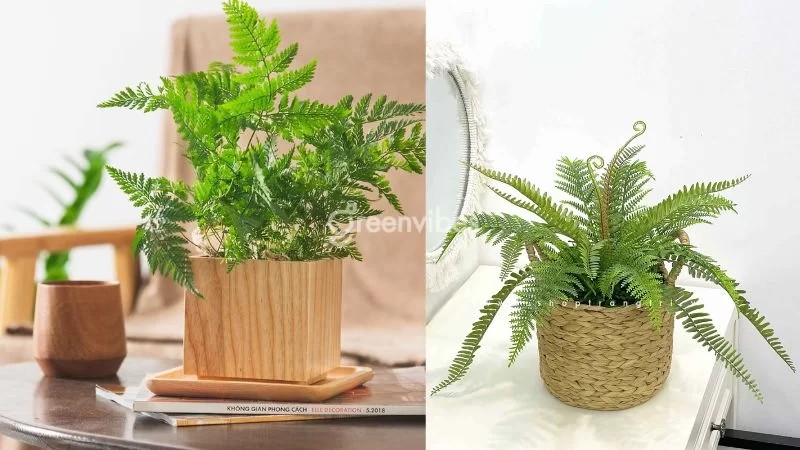 Cây dương xỉ với nét đẹp hoang sơ, thân leo tạo điểm nhấn độc đáo - Greenvibes