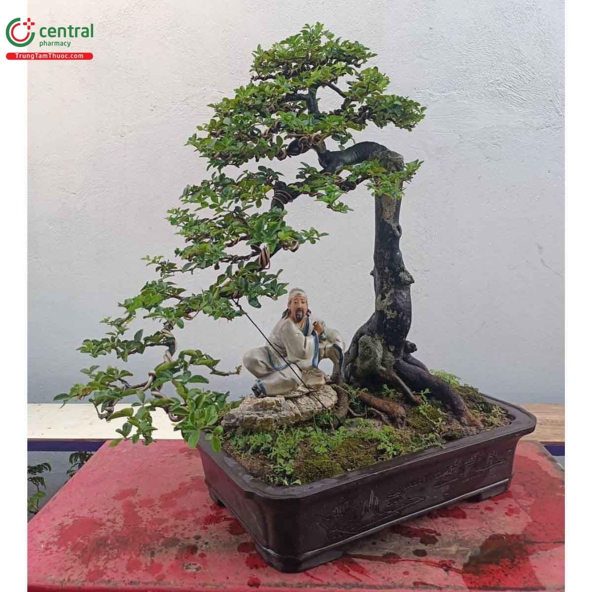 Kim quýt bonsai đẹp ở Việt Nam