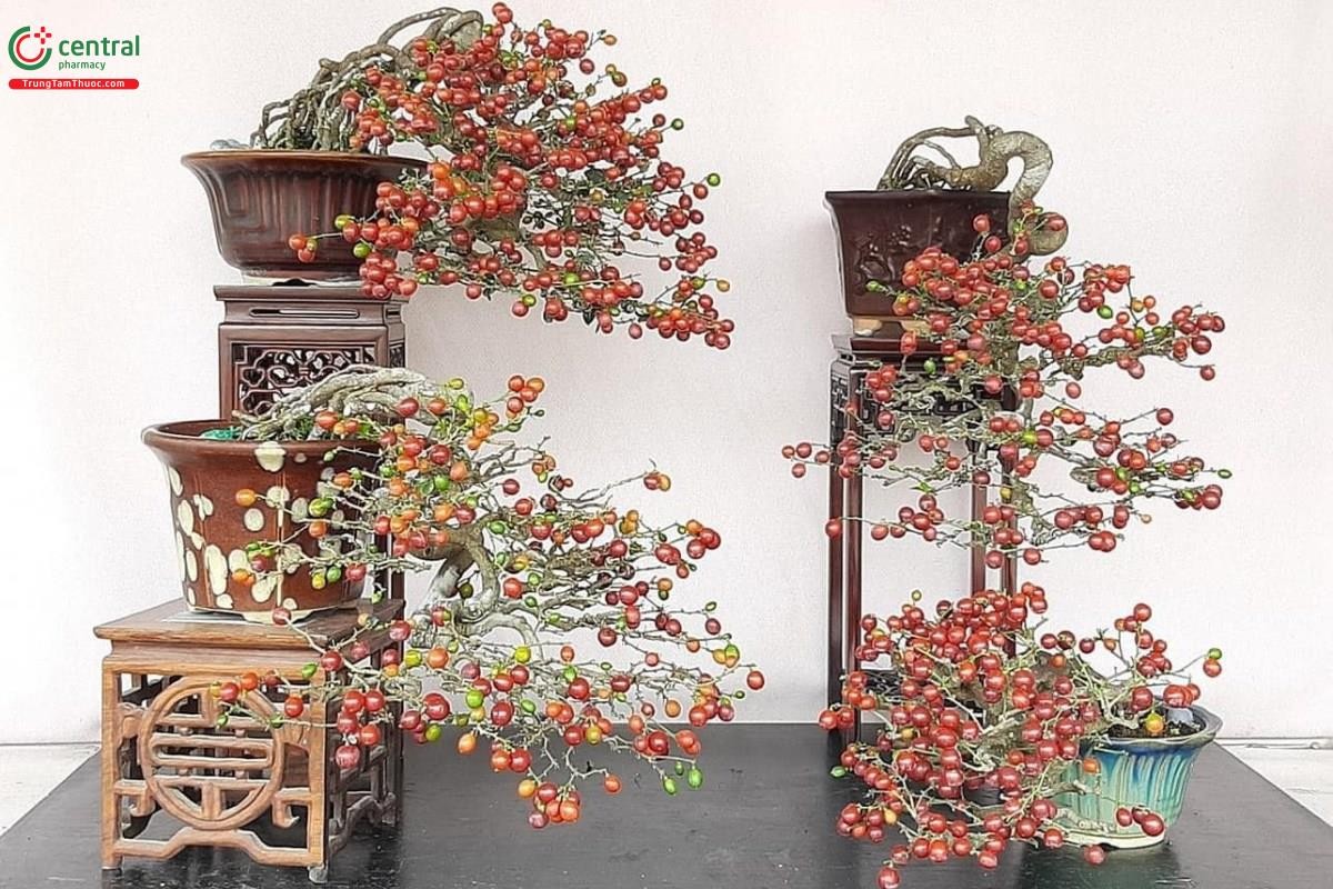 Cây Kim Quýt (Kim Quất)
