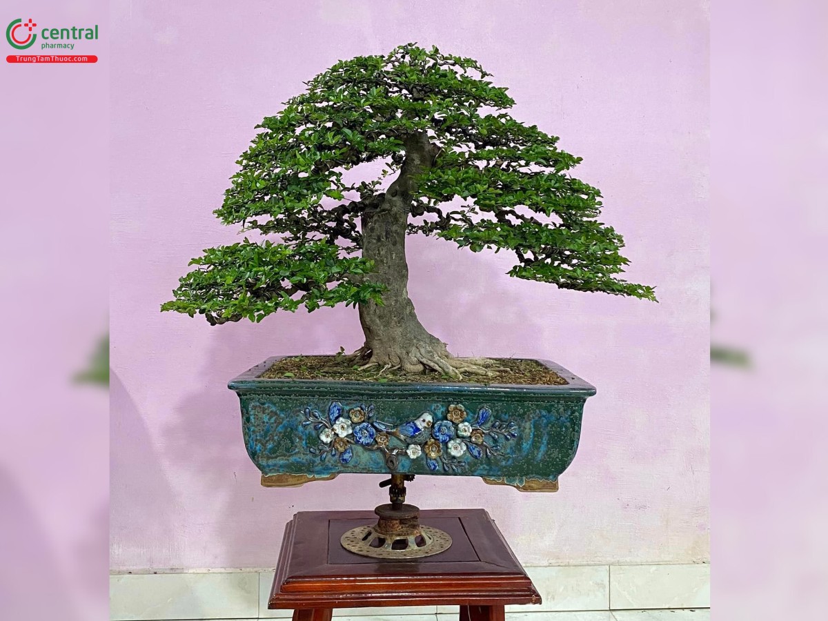 Cây Kim Quýt