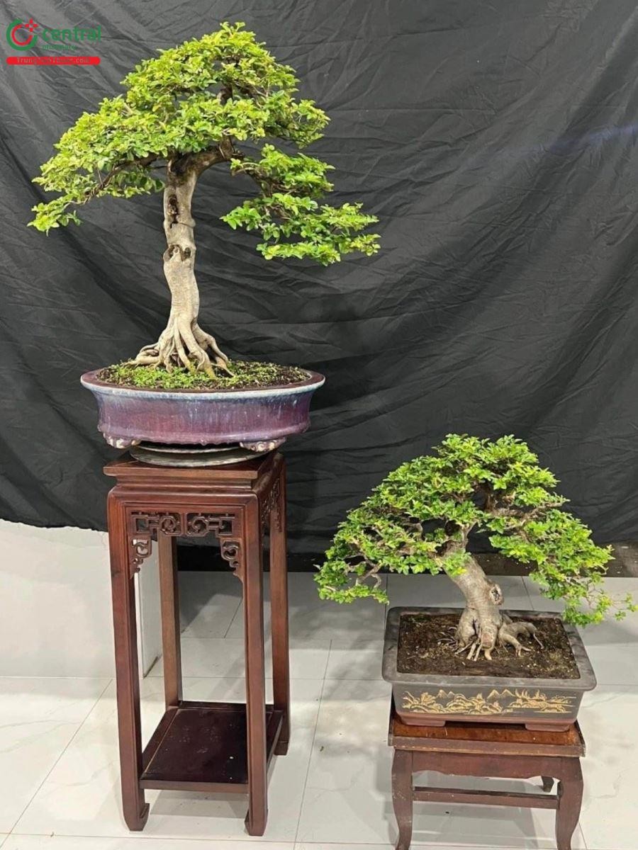 Cây Kim Quýt (Kim Quất)
