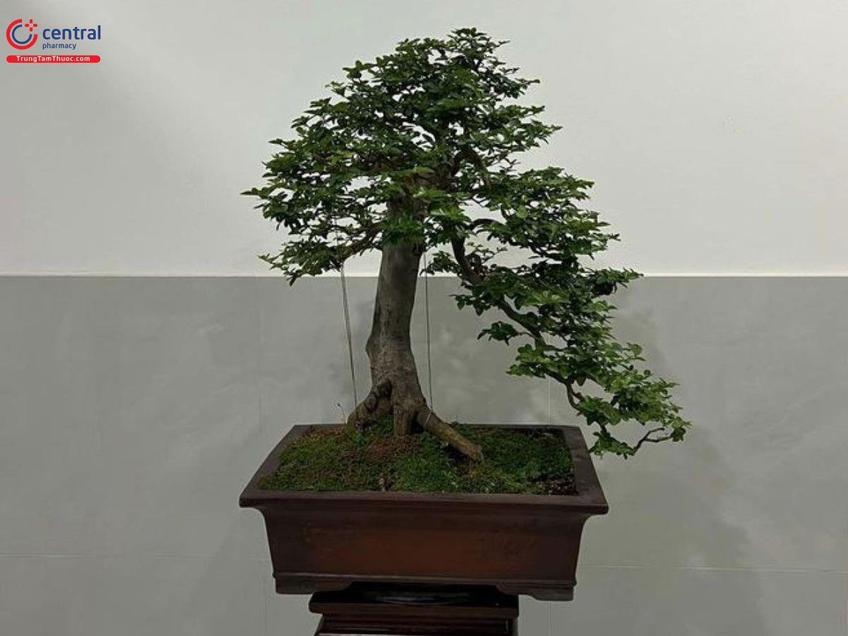 Kim quýt cành rớt rất già