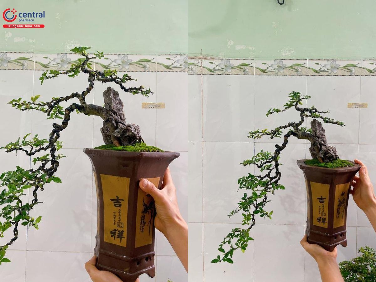 Kim quýt dáng thác đổ