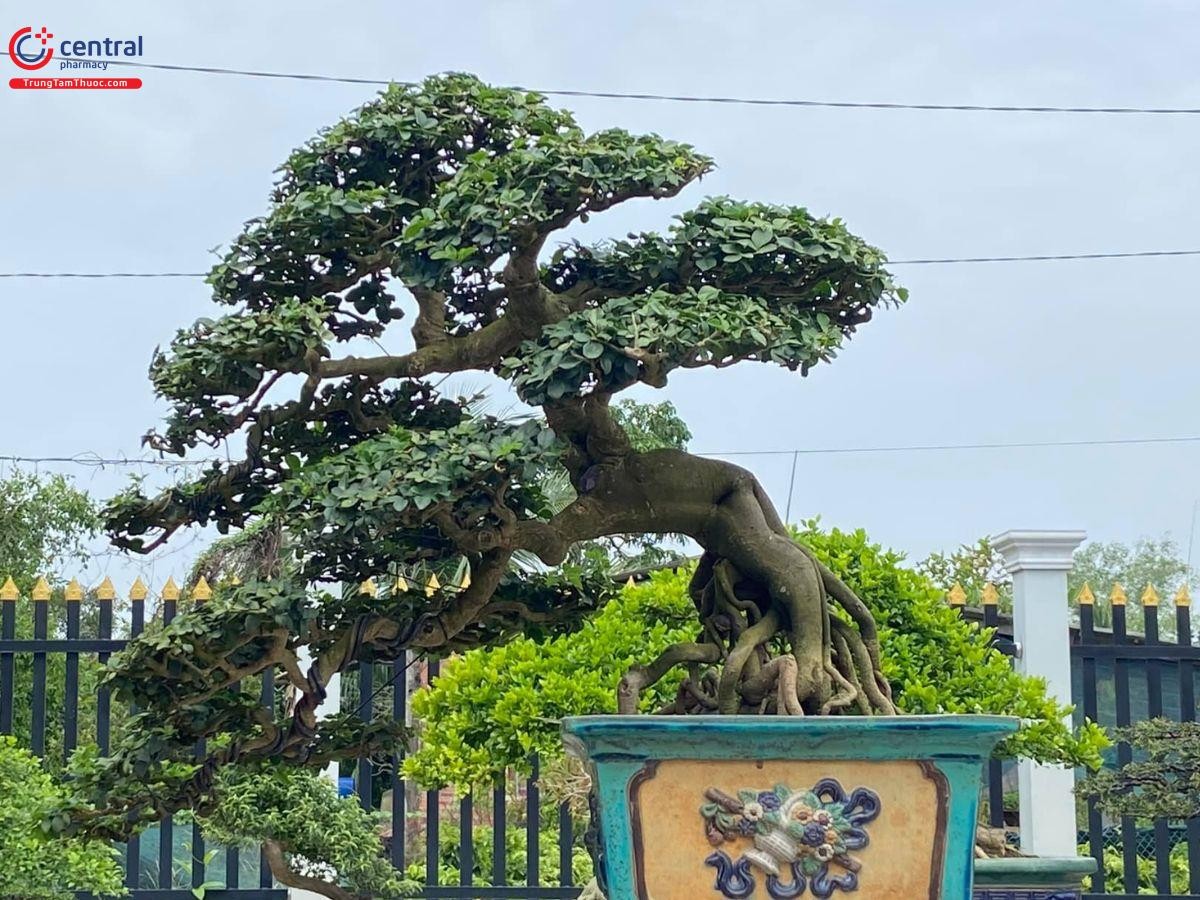 Cây Kim quýt được sử dụng làm cây cảnh