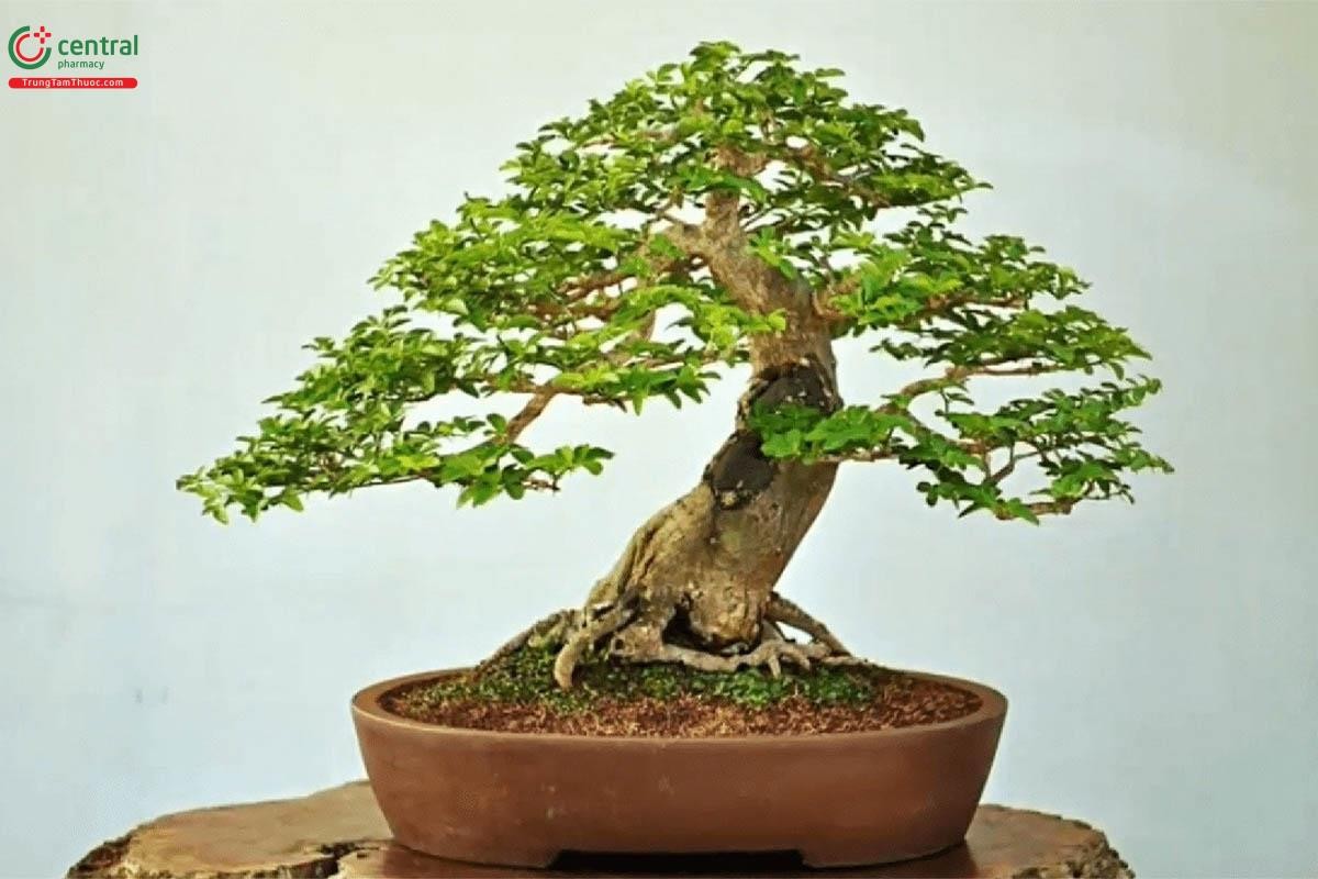 Ý nghĩa phong thuỷ của cây Kim Quýt