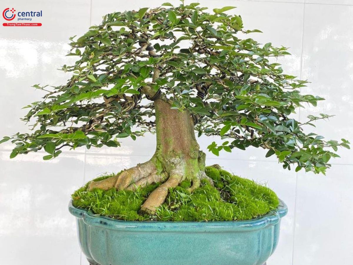 Kim quýt lùn lực