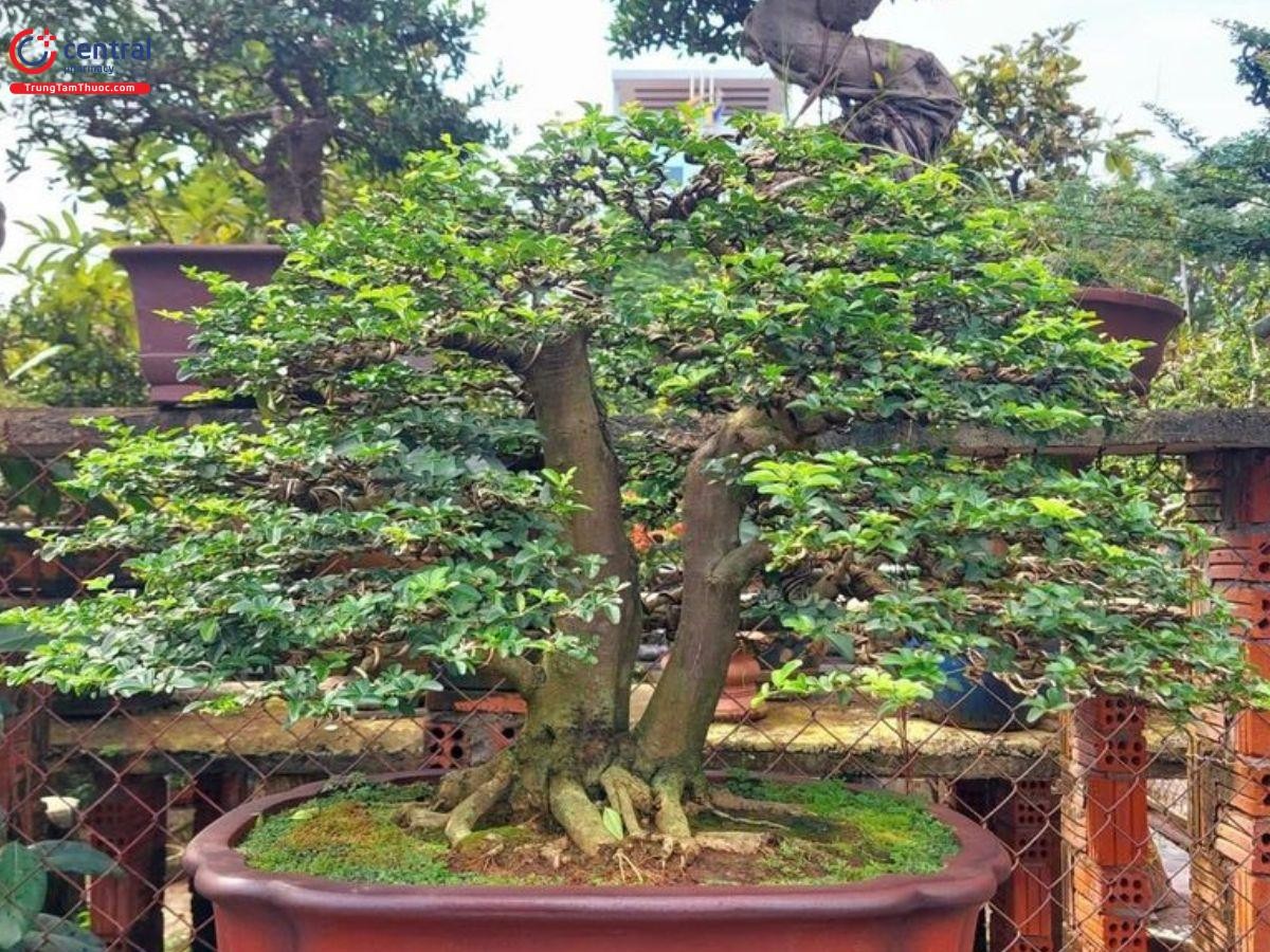 Kim quýt song thụ