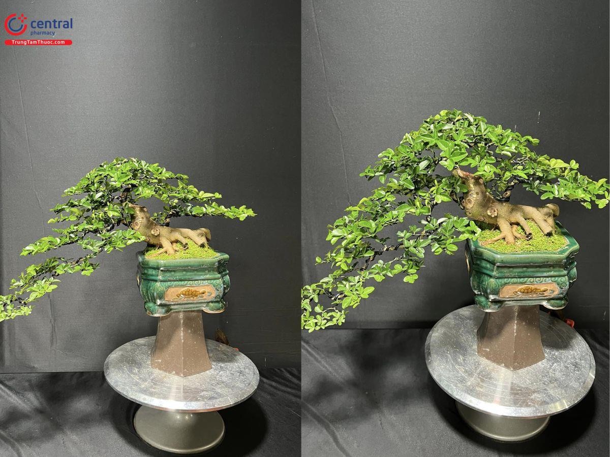 Kim quýt tàn chi mịn tít
