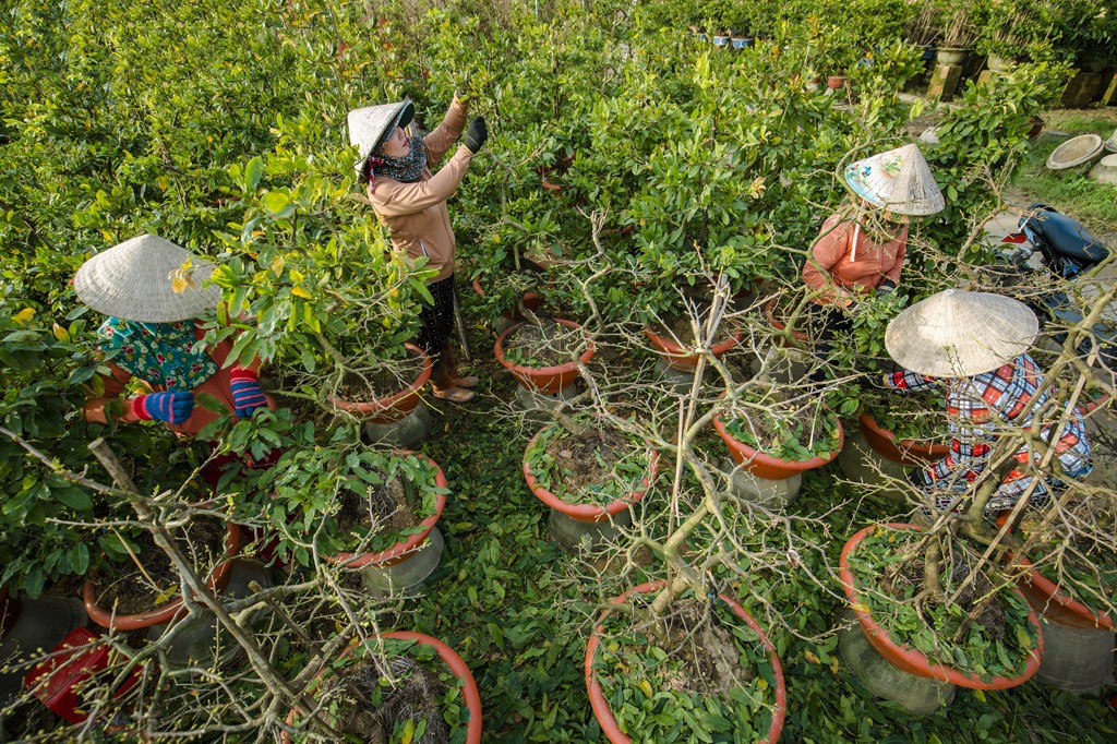 Lá mai vàng sau khi lặt đúng kỹ thuật