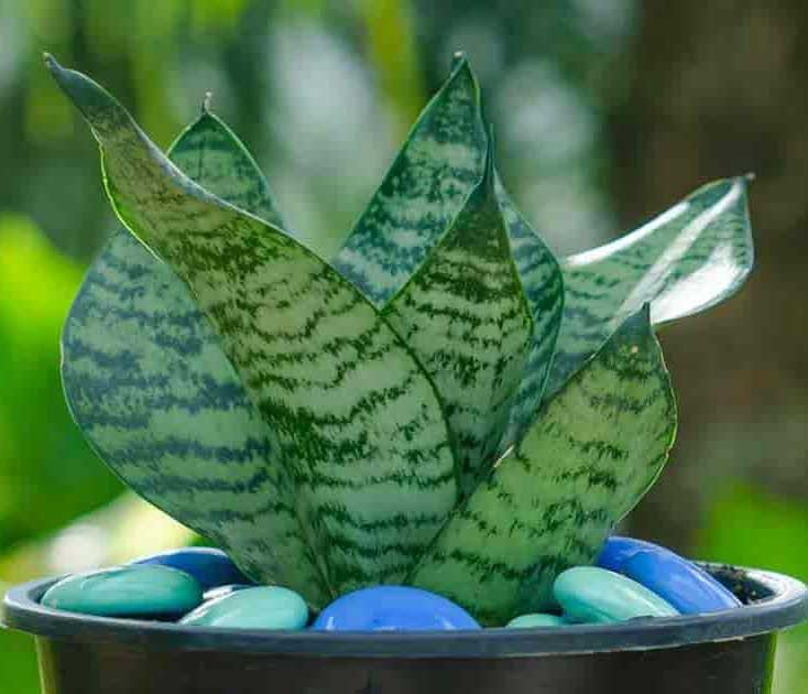 Cây Lưỡi Hổ Xanh với lá xanh mướt
