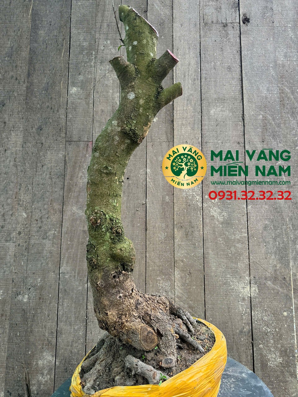 Cây mai vàng được tạo dáng tỉ mỉ