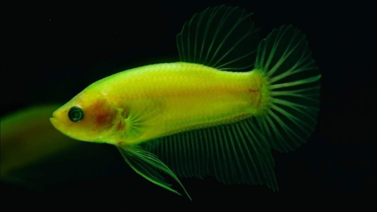 Một bể cá Betta được trang trí đẹp mắt với cây thủy sinh và ánh sáng dịu nhẹ.