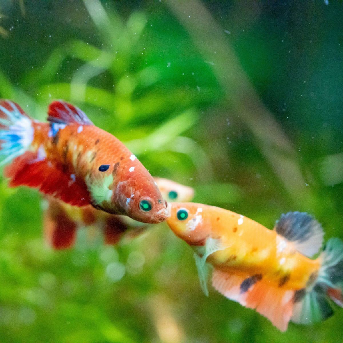 Một chú cá Betta Halfmoon màu xanh dương tuyệt đẹp.