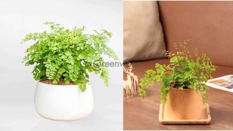 Cây tóc thần vệ nữ với hình dáng độc đáo như chiếc quạt tí hon - Greenvibes