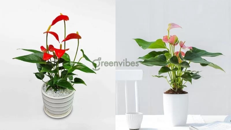 Cây hồng môn với sắc hoa đỏ rực rỡ và lá xanh mướt - Greenvibes