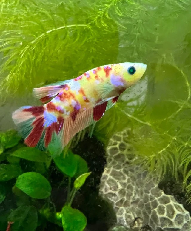 Một chú cá Betta Crowntail với bộ vây ấn tượng.