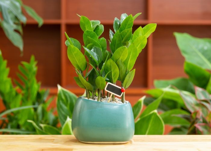 Cây Kim Tiền là biểu tượng của sự may mắn và tài lộc