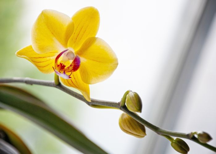 Cây Lan Hồ Điệp Vàng tượng trưng cho may mắn và thành công