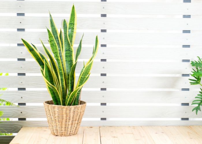 Cây Lưỡi Hổ Viền Vàng tượng trưng cho sự bảo vệ và sức khỏe