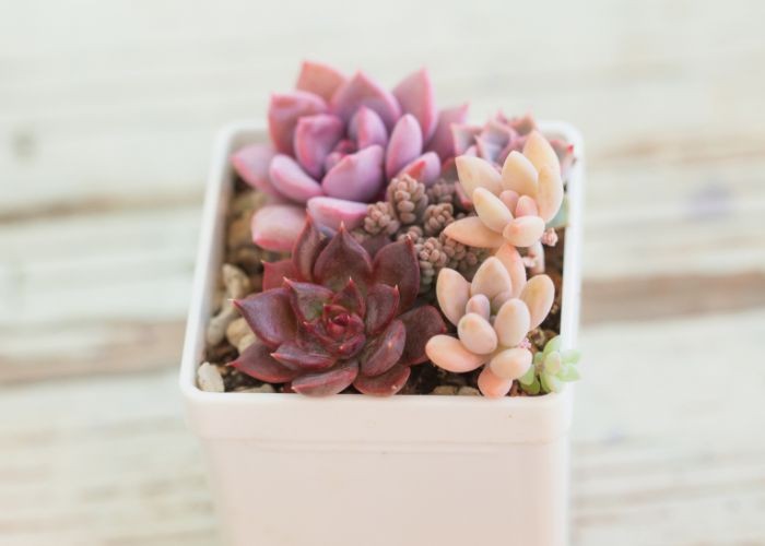 Cây Sen Đá Nâu giúp cân bằng năng lượng và mang lại bình yên