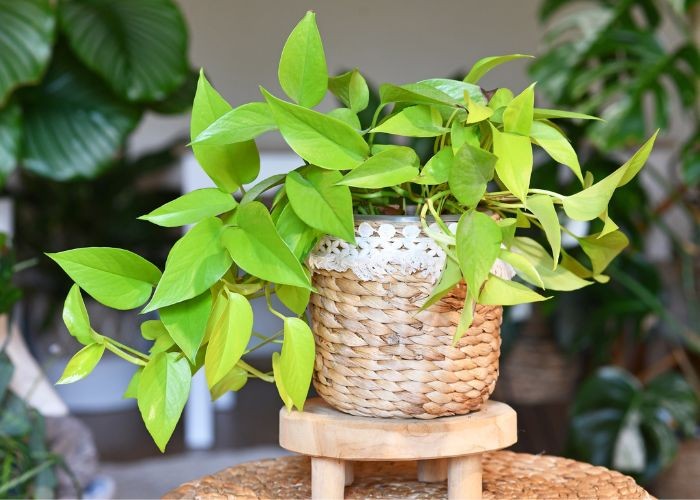 Cây Trầu Bà Vàng giúp thanh lọc không khí và củng cố vận khí