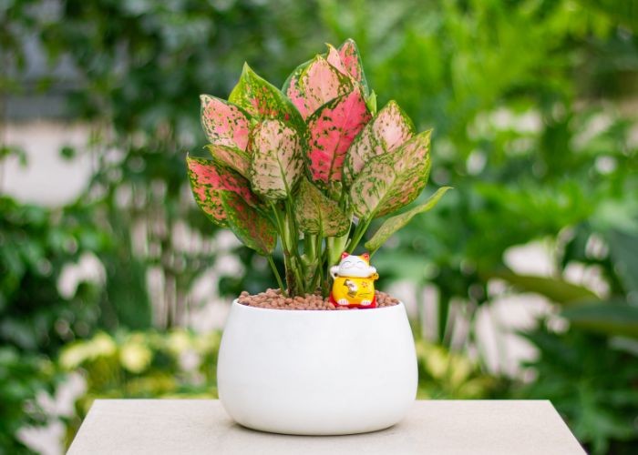 Cây Vạn Lộc tượng trưng cho sự thịnh vượng và phát tài