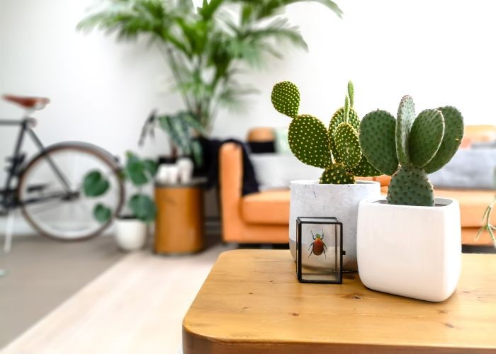 Cây Xương Rồng thể hiện sức sống mãnh liệt và khả năng bảo vệ