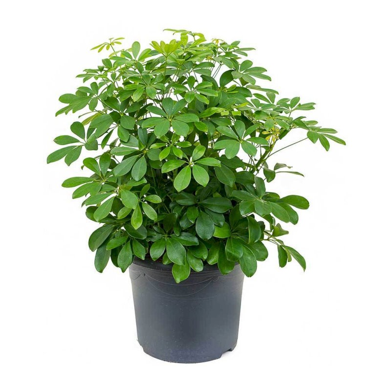 Người sinh năm Dần có thể cân nhắc trồng thêm cây Trúc quân tử để không gian thêm bền vững