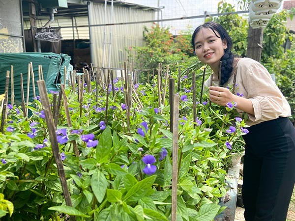 Sài Gòn Hoa cung cấp cây bướm xanh chất lượng