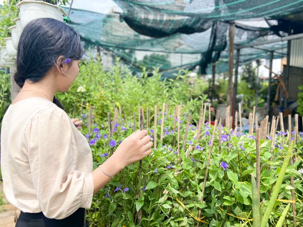 Cận cảnh những cây bướm xanh khỏe mạnh sẵn sàng đến tay khách hàng