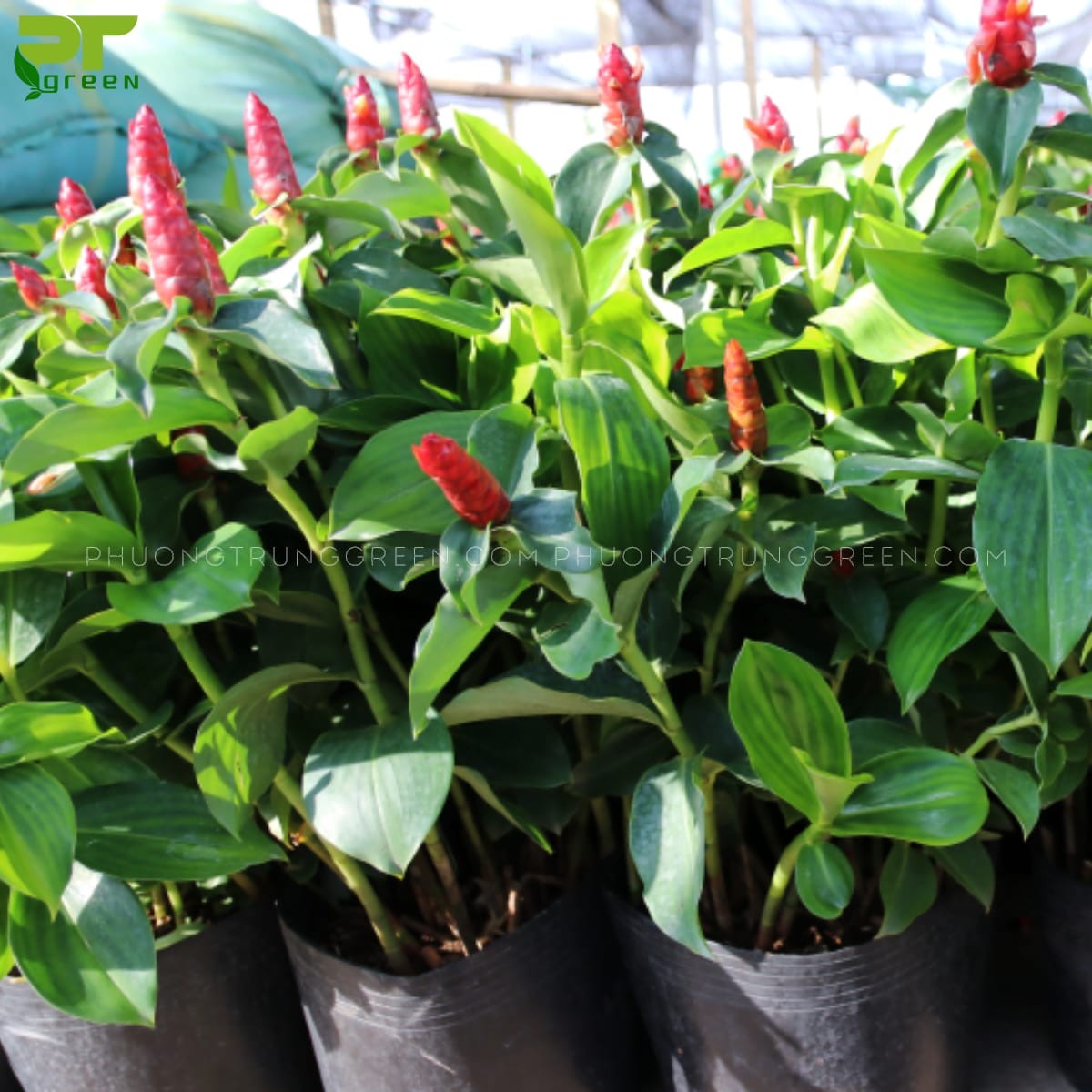 Nhân viên Phương Trung Green giao cây cho khách hàng.