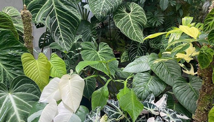 phan loai cac loai cay mon kieng 1