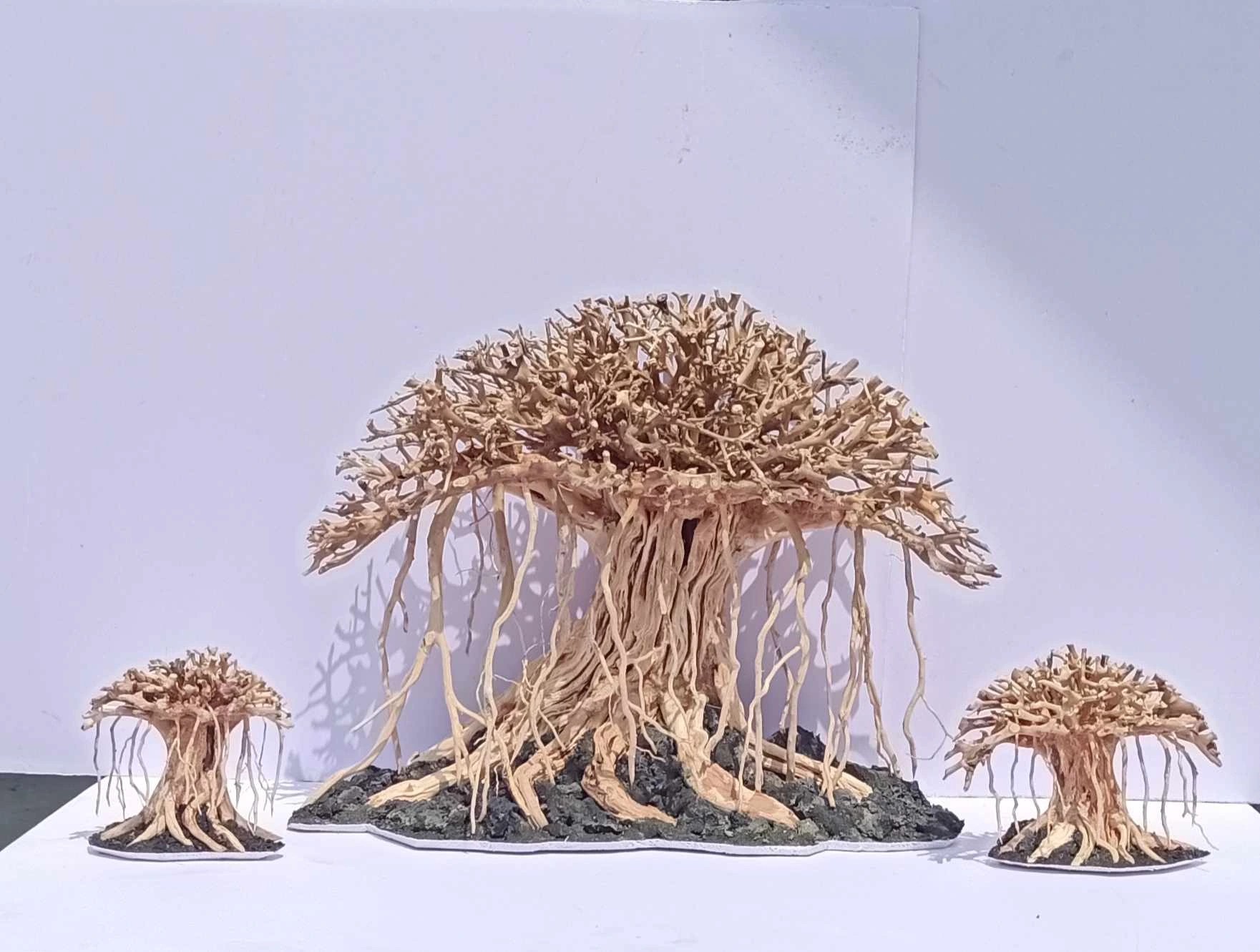 Các mẫu bonsai làm từ lũa thủy sinh