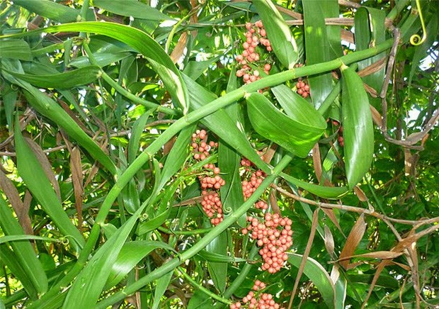 Đặc điểm hình thái cây mây