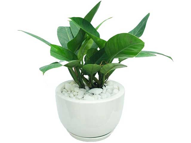 Trầu bà Đế Vương xanh hợp mệnh gì? Tuổi gì? 2