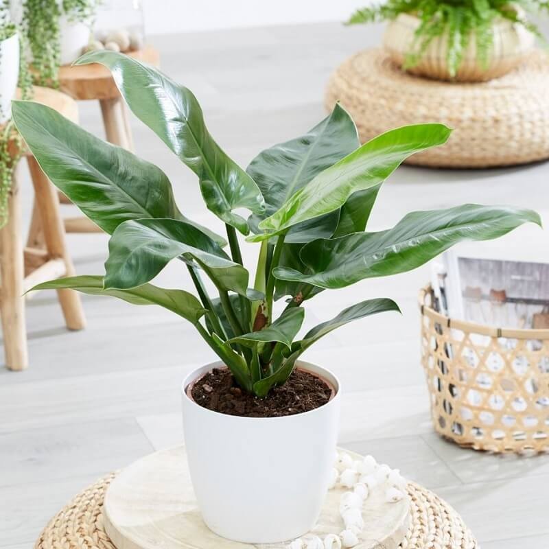 Trầu bà Đế Vương xanh hợp mệnh gì? Tuổi gì? 3