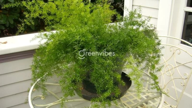 Cây thiên môn đông dễ trồng, có thể làm cảnh và làm thuốc - Greenvibes