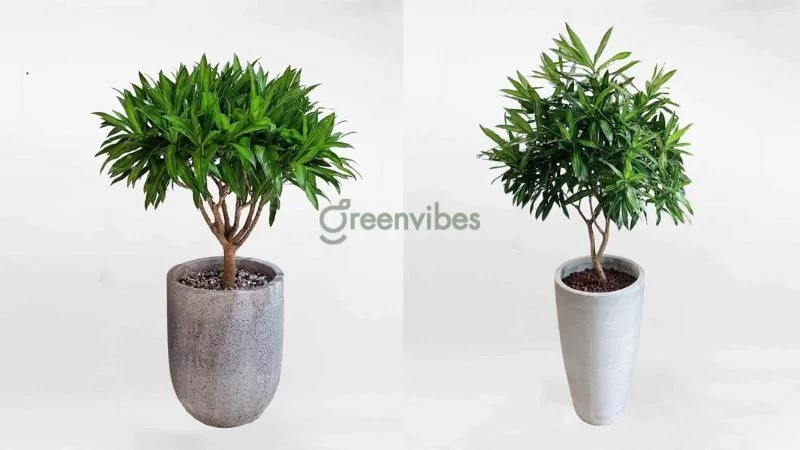 Cây trúc bách hợp nhỏ nhắn, lá dài, có thể phơi nắng nhiều giờ - Greenvibes