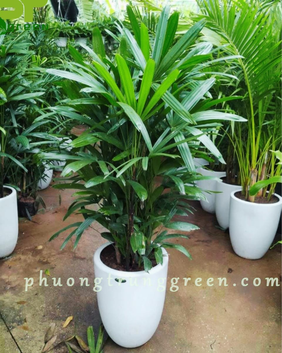 truc may tai vuon phuong trung green 1