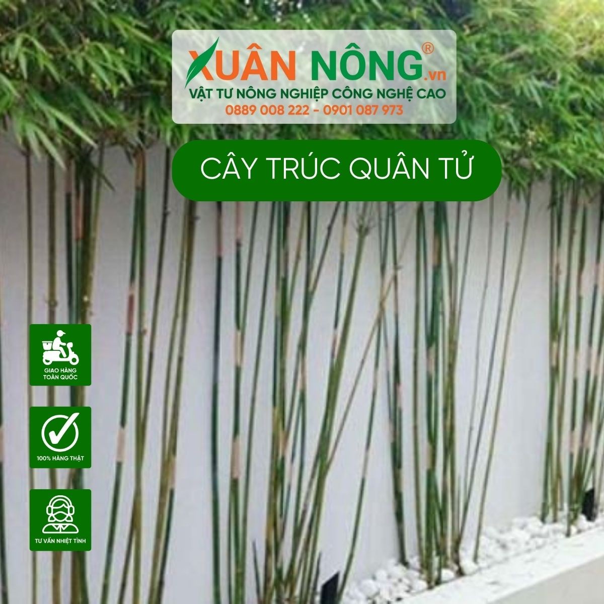Cây trúc quân tử với dáng vẻ đẹp và khỏe mạnh