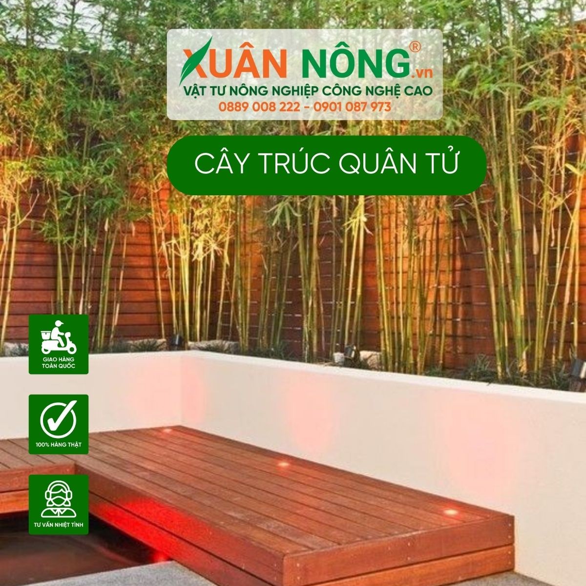 Cây trúc quân tử trồng trước nhà tạo nên vẻ đẹp thanh thoát