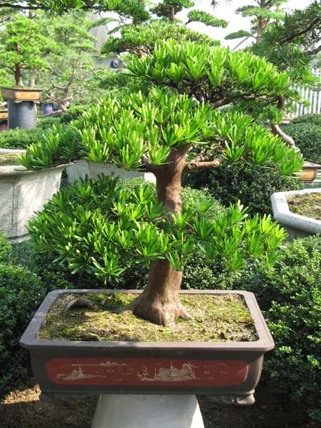 Chăm sóc cây đúng kỹ thuật đủ nước và ánh sáng