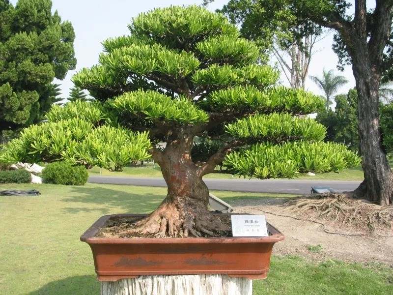 Cây tùng kim cương có thân cây lớn, với lớp vỏ nâu đậm