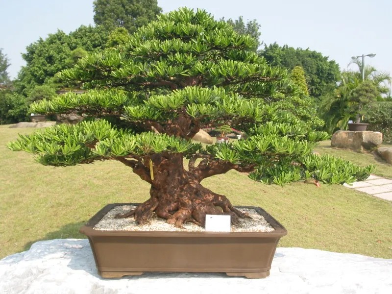 Cây tùng kim cương giúp làm sạch không khí, trừ tà