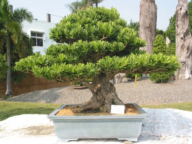 Bạn có thể trồng cây tùng kim cương trong chậu dạng bonsai