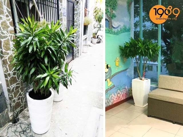 Cây Trúc bách hợp đặt trong phòng chờ hoặc bên ngoài trời