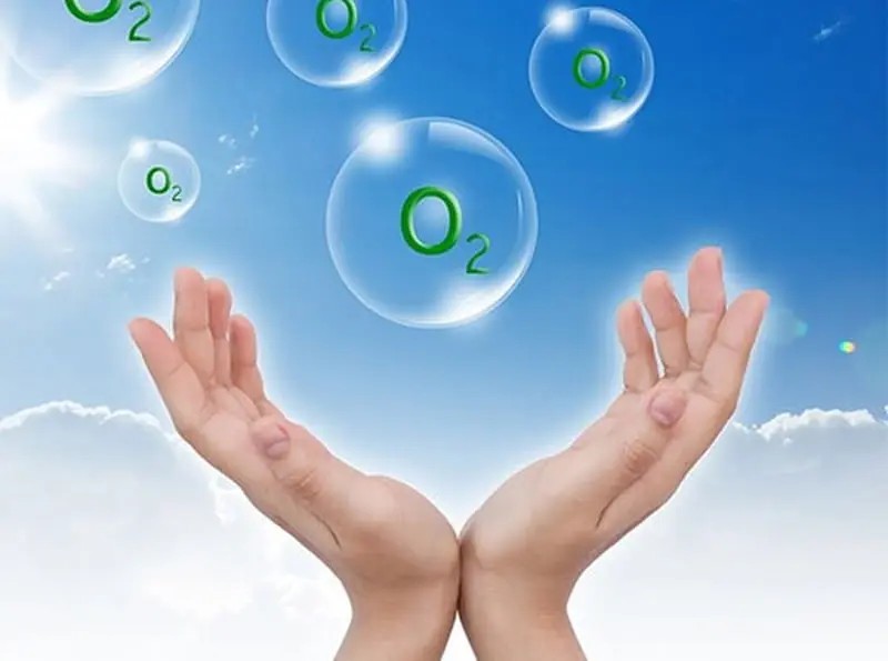 Các lợi ích của cây cảnh đối với không gian sống