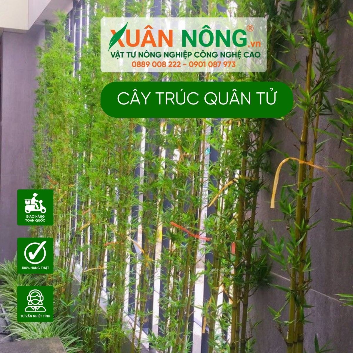y nghia truc quan tu 1