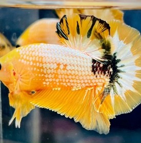 Các dòng cá Betta hot nhất hiện nay đang có mặt tại Star Betta Shop.